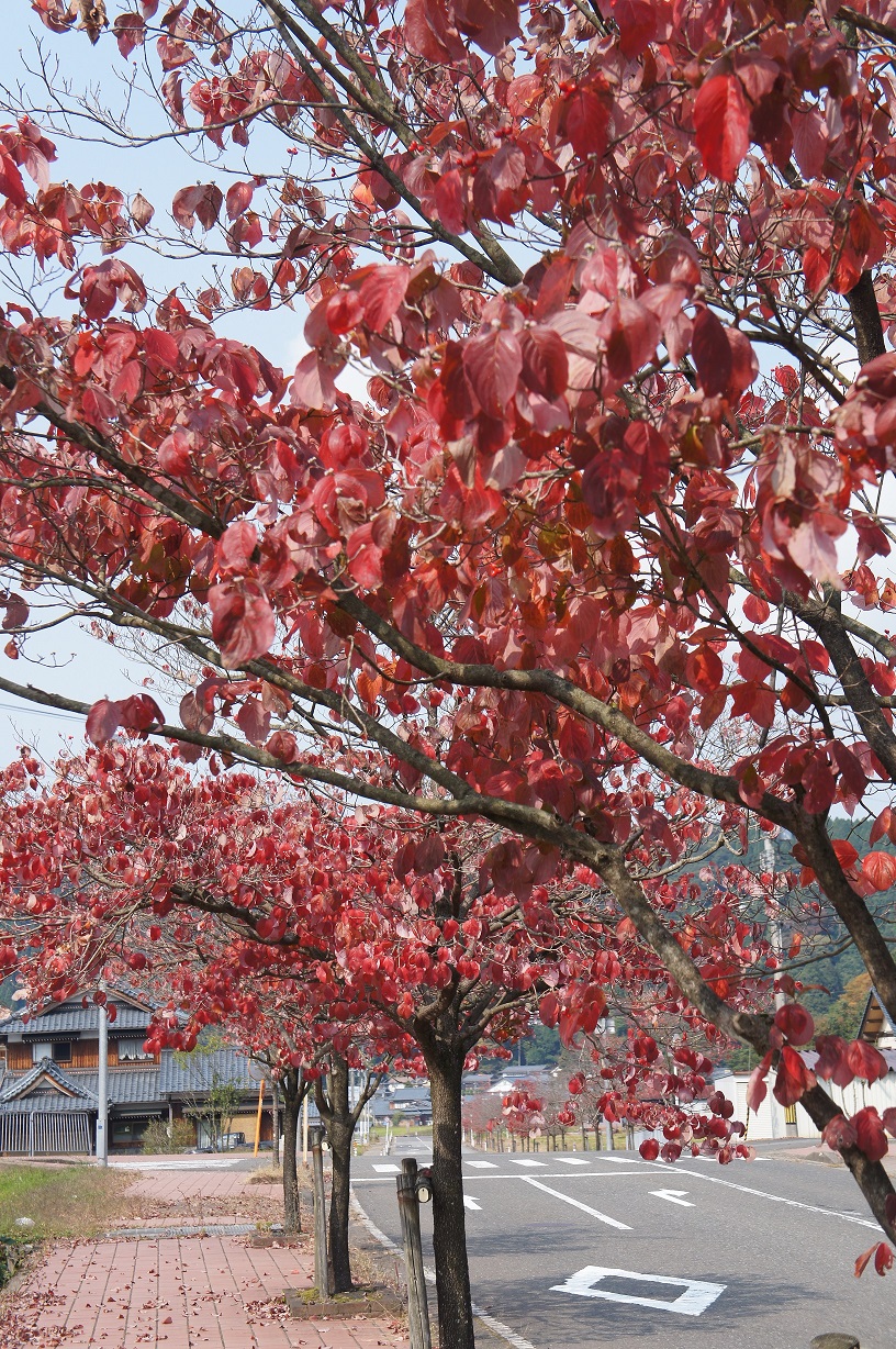 宮崎の秋の風景 宮崎地域コミュニティ運営委員会 ブログ